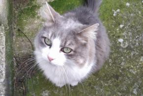 Disappearance alert Cat miscegenation Female , 12 years Dixmont France