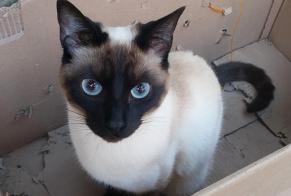 Disappearance alert Cat  Male , 1 years Marseille France