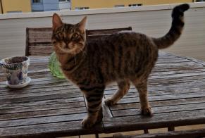 Disappearance alert Cat miscegenation Male , 1 years Préverenges Switzerland