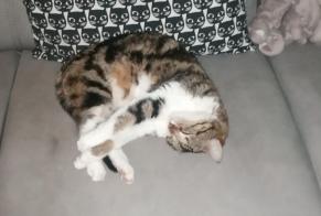 Disappearance alert Cat  Female , 8 years Longuyon France