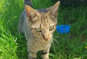 Discovery alert Cat miscegenation Unknown , 1 year Bulle Switzerland