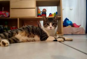 Disappearance alert Cat Female , 3 years Condé-Sainte-Libiaire France