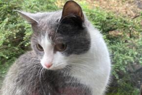 Discovery alert Cat Female Aiseau-Presles Belgium