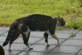 Discovery alert Cat Unknown Val-de-Ruz Switzerland