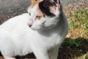 Discovery alert Cat  Female Saint-Gilles-des-Marais France