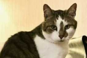Disappearance alert Cat Male , 13 years Avenches Switzerland