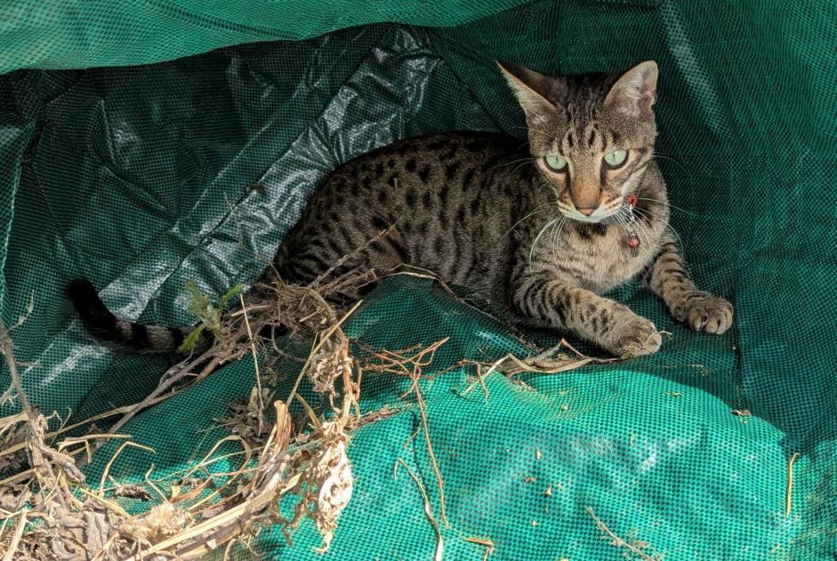 Disappearance alert Cat  Male , 2 years Niouc Switzerland