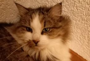 Disappearance alert Cat miscegenation Female , 2 years Marly Switzerland