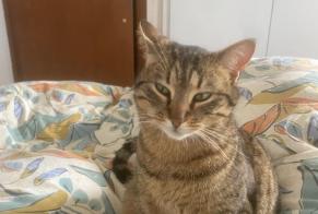 Disappearance alert Cat Female , 2 years Begnins Switzerland