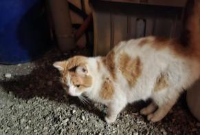 Discovery alert Cat Unknown Vuisternens-devant-Romont Switzerland
