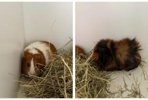 Discovery alert Other Cochon d‘Inde Unknown Fribourg Switzerland