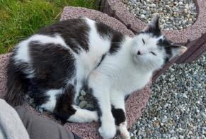 Discovery alert Cat Male Damphreux-Lugnez Switzerland