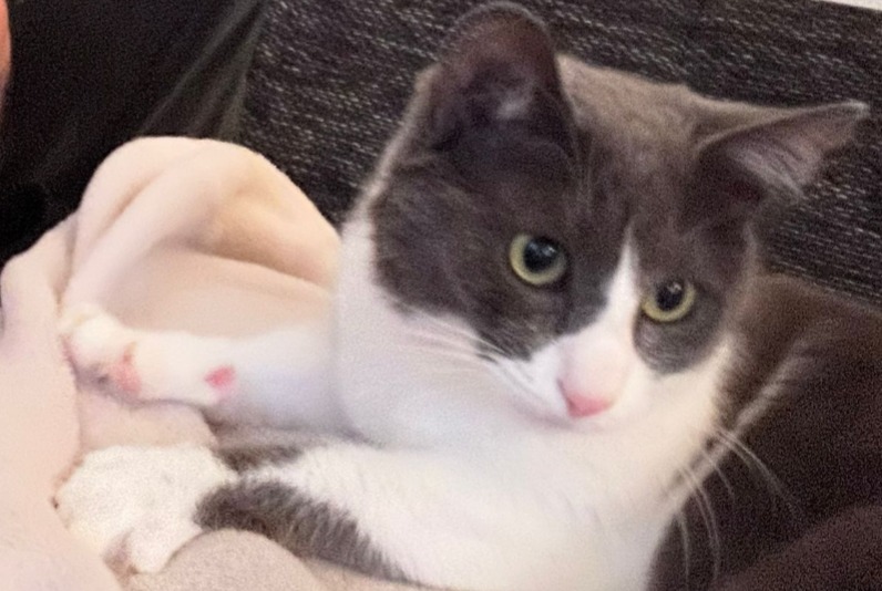 Disappearance alert Cat  Female , 4 years Payerne Switzerland