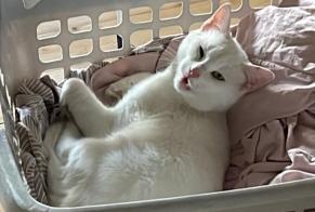Disappearance alert Cat Male , 2 years Vuadens Switzerland