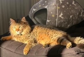 Disappearance alert Cat  Male , 3 years Cheyres-Châbles Switzerland