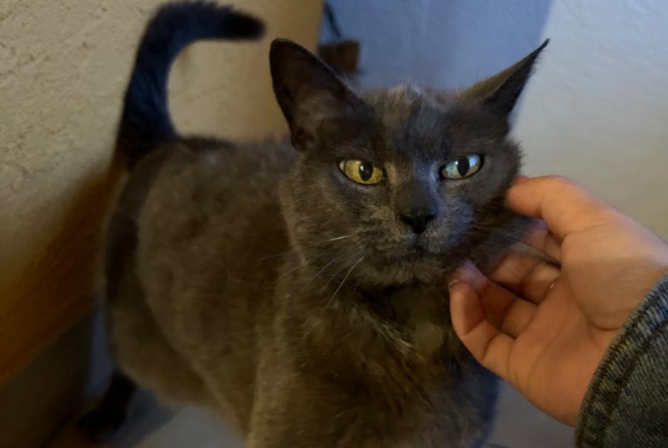 Disappearance alert Cat Female , 20 years Châtel-Saint-Denis Switzerland