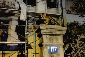 Discovery alert Cat Unknown Basel Switzerland