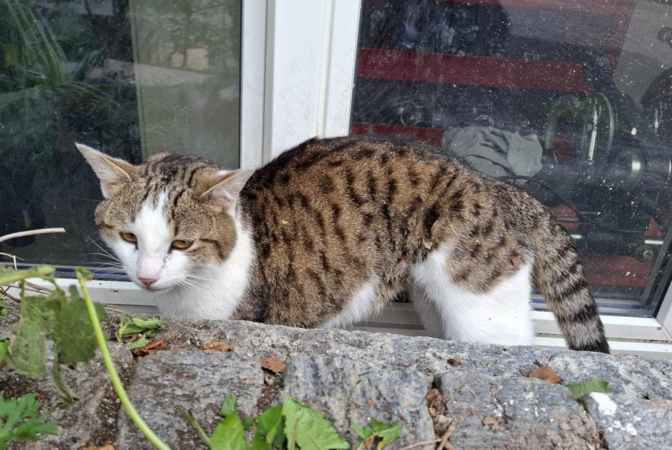 Discovery alert Cat Unknown Moutier Switzerland