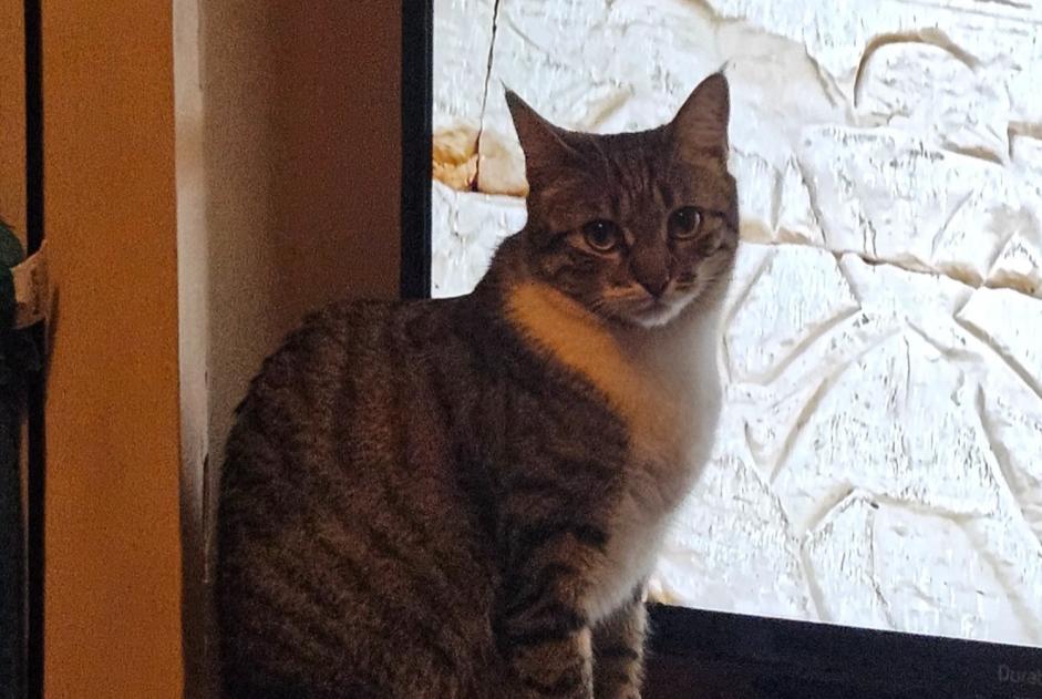 Disappearance alert Cat  Female , 2 years Montreux Switzerland