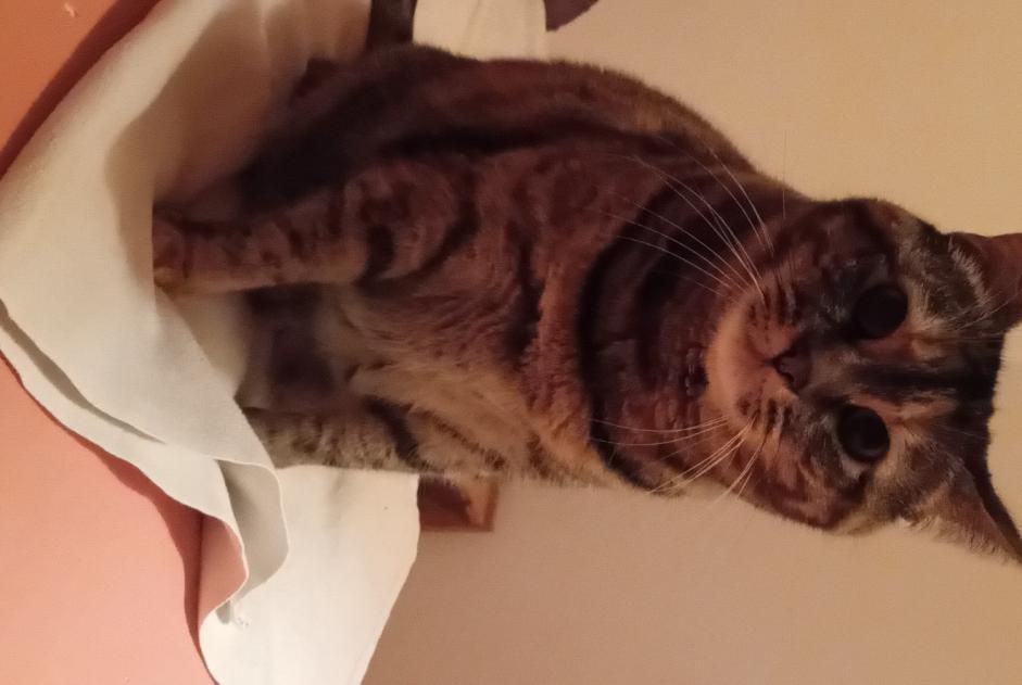 Disappearance alert Cat Female , 7 years Saint-Gingolph Switzerland