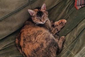 Disappearance alert Cat miscegenation Female , 11 years Lovatens Switzerland