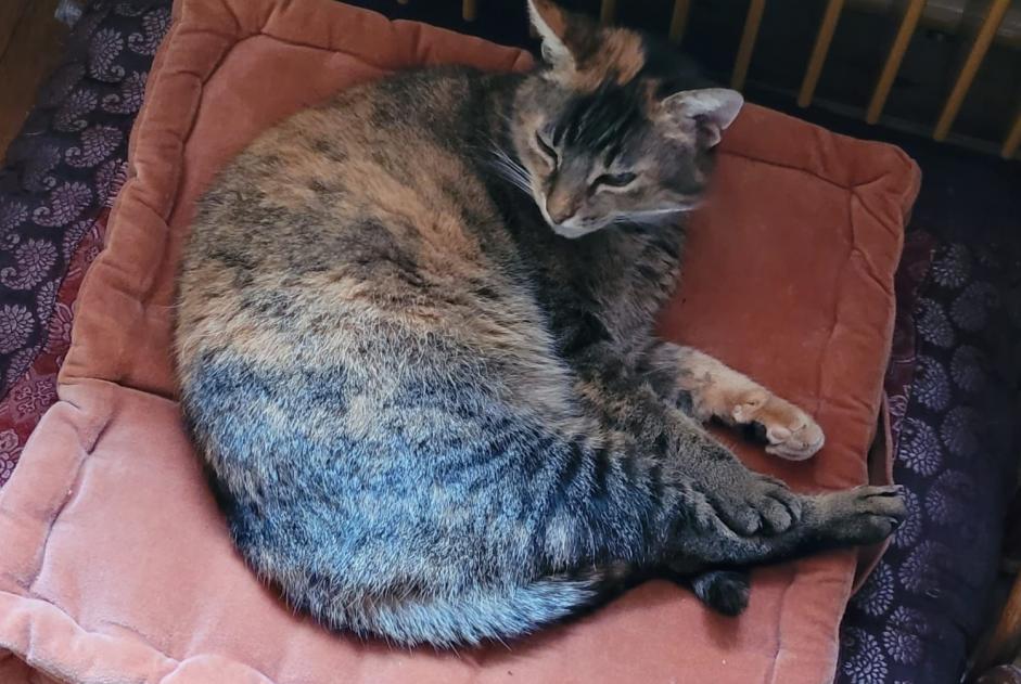 Disappearance alert Cat miscegenation Female , 11 years Lovatens Switzerland