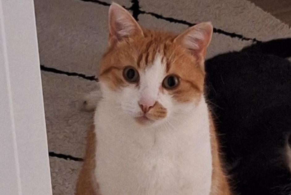 Disappearance alert Cat miscegenation Male , 5 years Val-de-Ruz Switzerland