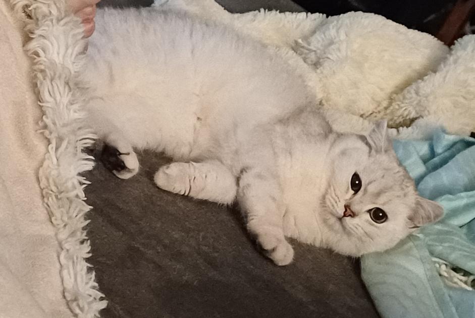 Disappearance alert Cat  Male , 1 years Kerzers Switzerland