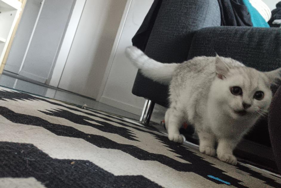 Disappearance alert Cat  Male , 1 years Kerzers Switzerland