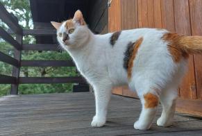 Disappearance alert Cat  Female , 3 years Monthey Switzerland