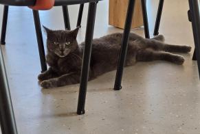 Discovery alert Cat Unknown Haute-Sorne Switzerland