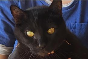 Disappearance alert Cat Male , 12 years Lutry Switzerland