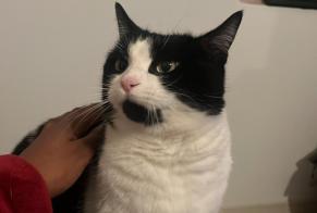 Disappearance alert Cat Female , 7 years Villaz Switzerland