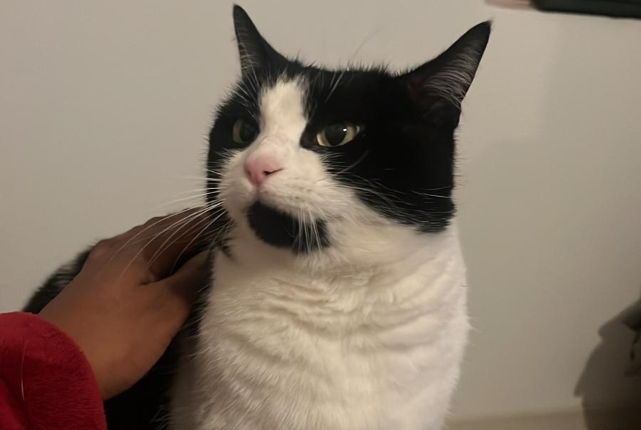 Disappearance alert Cat Female , 7 years Villaz Switzerland