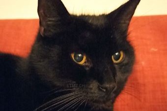 Disappearance alert Cat  Male , 15 years Riedtwil Switzerland