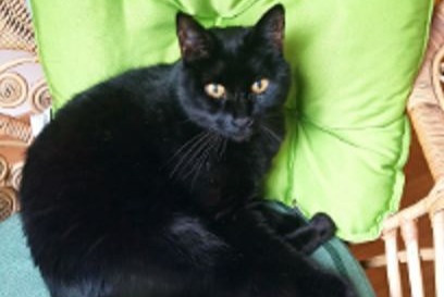 Disappearance alert Cat  Male , 15 years Riedtwil Switzerland