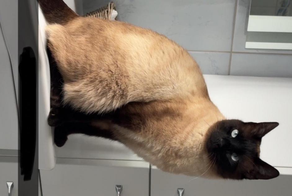 Disappearance alert Cat  Male , 3 years Châtonnaye Switzerland