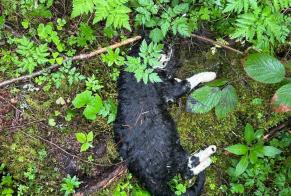 Discovery alert Cat  Unknown La Chaux-du-Milieu Switzerland
