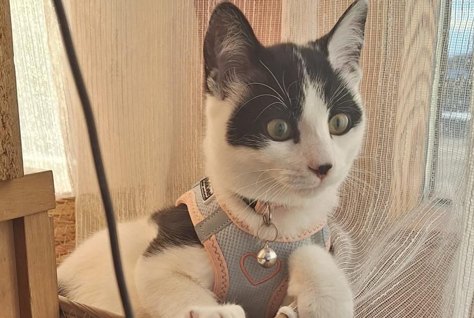 Disappearance alert Cat miscegenation Female , 1 years Grimisuat Switzerland