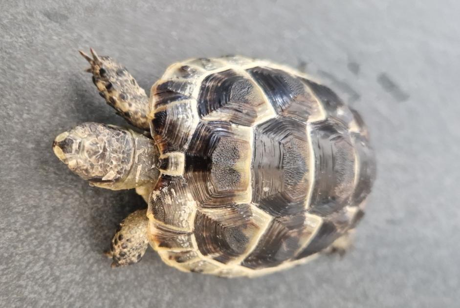 Discovery alert Tortoise Unknown Bulle Switzerland