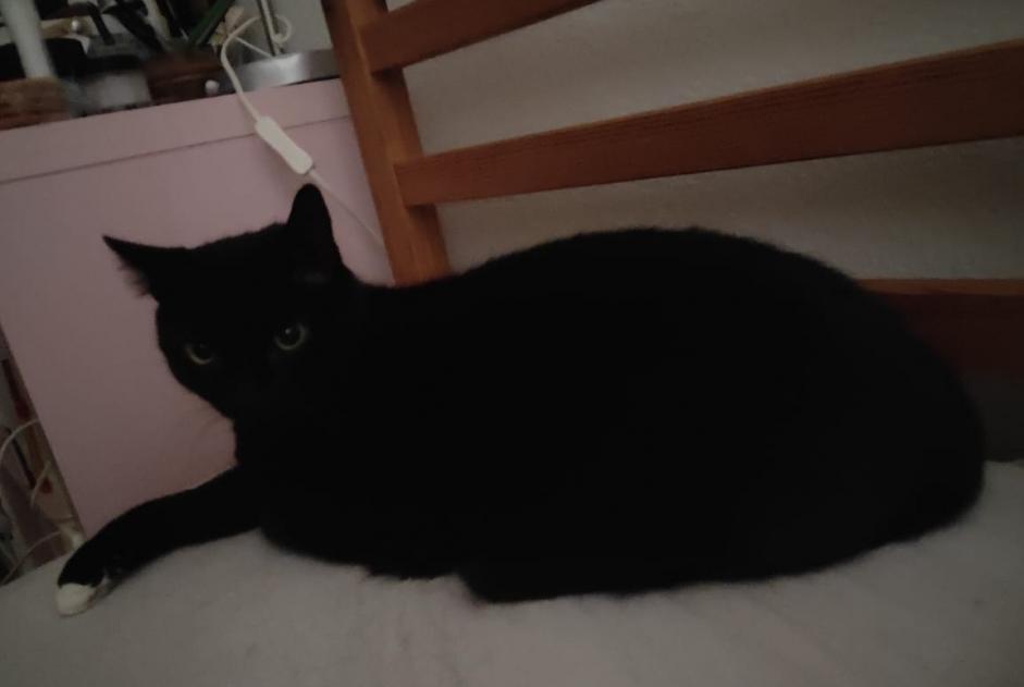 Disappearance alert Cat Male , 20 years Genève Switzerland