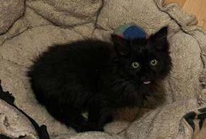 Discovery alert Cat miscegenation Female Veysonnaz Switzerland