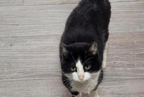 Discovery alert Cat Unknown Gibloux Switzerland