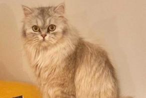 Disappearance alert Cat  Female , 1 yeahr Genève Switzerland