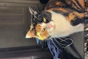 Disappearance alert Cat  Female , 4 yeahr Genève Switzerland