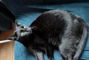Disappearance alert Cat Male , 3 yeahr Corbières Switzerland