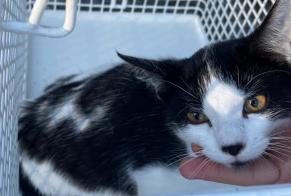 Discovery alert Cat Male Treyvaux Switzerland