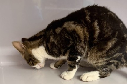 Cat Found in Orsières (Valais, Switzerland)  - discovery  Pet Alert  alert #375045