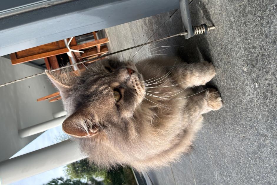 Cat Found in Lutry (Vaud, Switzerland)  - discovery  Pet Alert  alert #376043