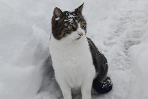 Disappearance alert Cat Male , 8 yeahr Leukerbad Switzerland